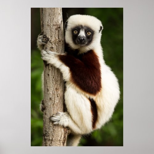 Coquerels sifaka lemur poster