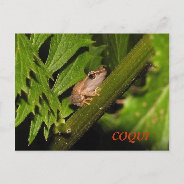 Coqui Postcard (Front)