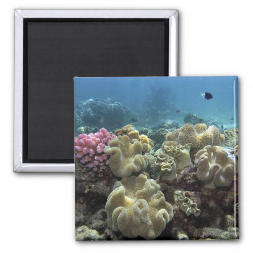 Coral Agincourt Reef Great Barrier Reef Magnet