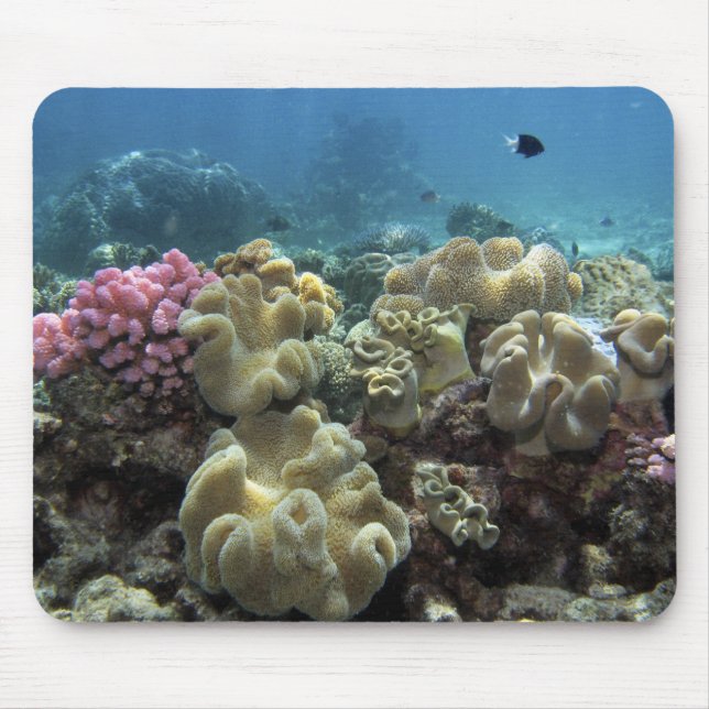 Coral, Agincourt Reef, Great Barrier Reef, Mouse Pad (Front)