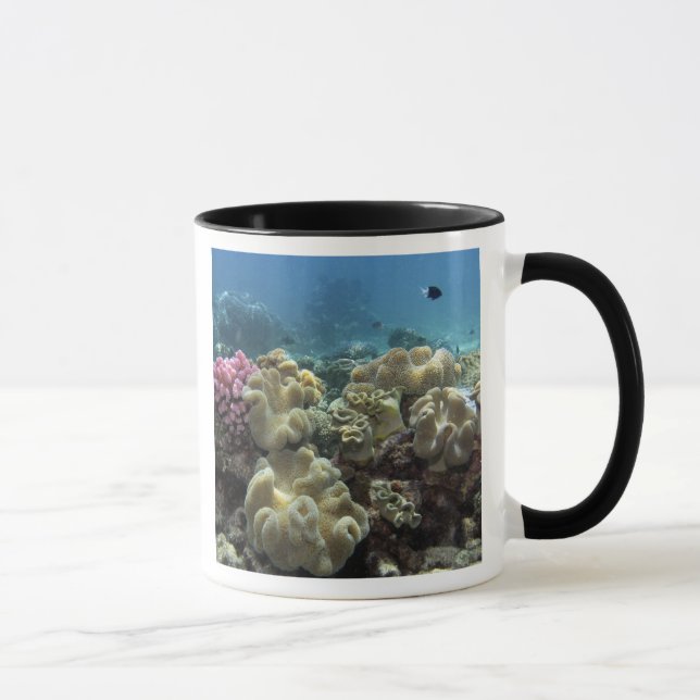 Coral, Agincourt Reef, Great Barrier Reef, Mug (Right)