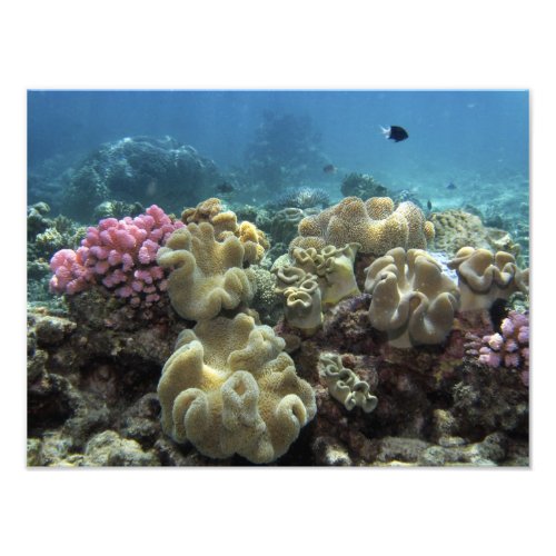 Coral Agincourt Reef Great Barrier Reef Photo Print