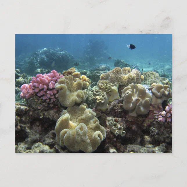 Coral, Agincourt Reef, Great Barrier Reef, Postcard | Zazzle