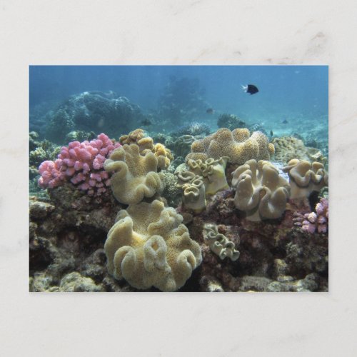 Coral Agincourt Reef Great Barrier Reef Postcard