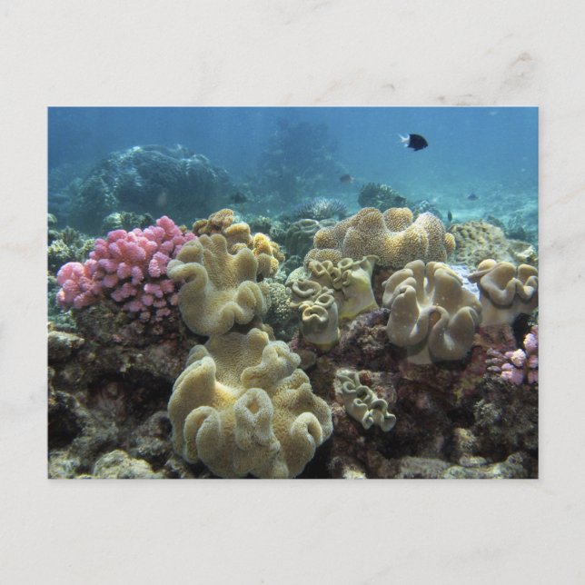 Coral, Agincourt Reef, Great Barrier Reef, Postcard (Front)
