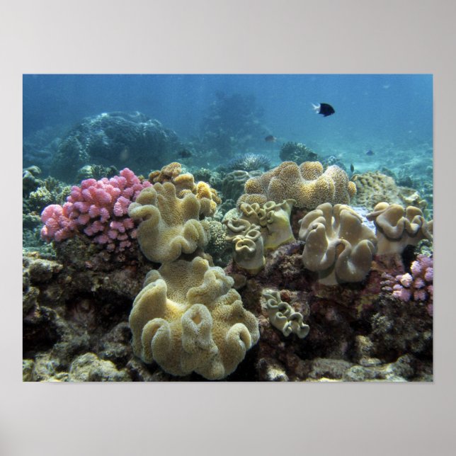 Coral, Agincourt Reef, Great Barrier Reef, Poster (Front)