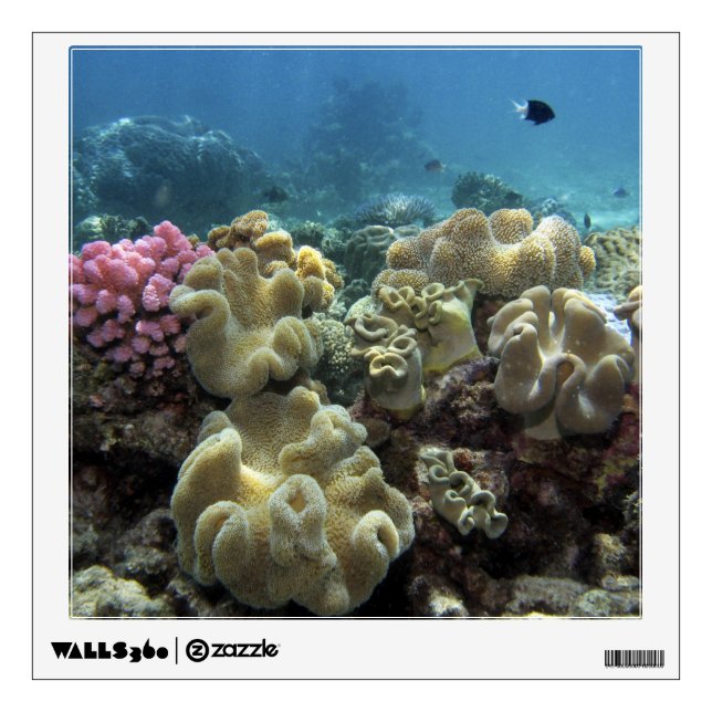 Coral, Agincourt Reef, Great Barrier Reef, Wall Sticker (Front)