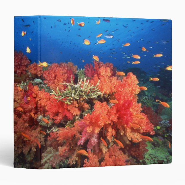 Coral and fish binder (Front/Spine)