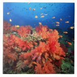Coral and fish ceramic tile<br><div class="desc">Animals->Fish _x000D_ _x000D_ Coral reef fish are fish which live amongst or in close relation to coral reefs . Coral reefs form complex ecosystems with tremendous biodiversity . Among the myriad inhabitants, the fish stand out as particularly colourful and interesting to watch. Hundreds of species can exist in a small...</div>