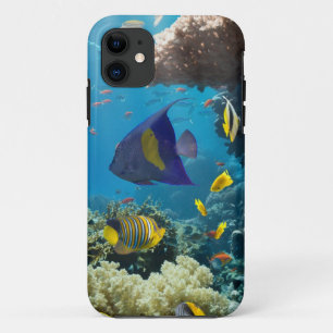 Coral and fish in the Red Sea, Egypt iPhone 11 Case