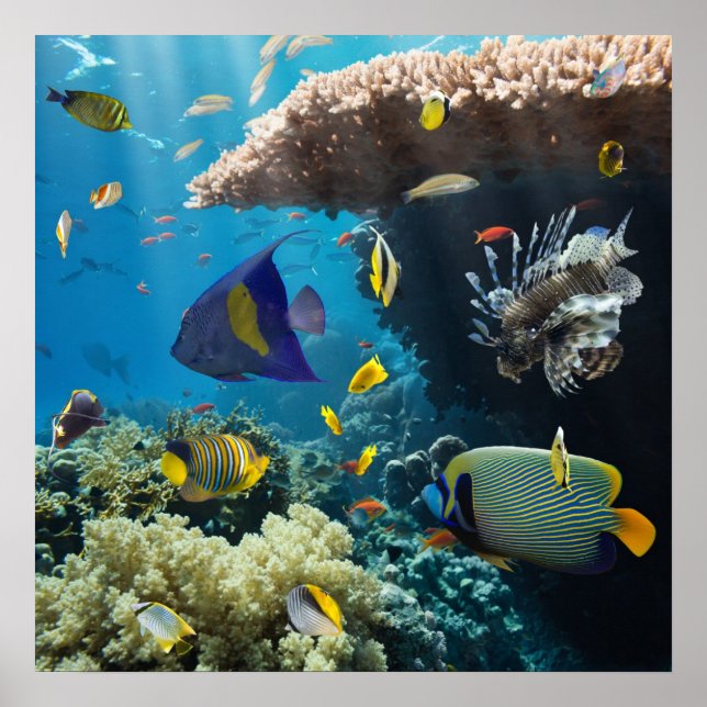 Coral and fish in the Red Sea, Egypt Poster (Front)