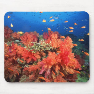 Coral and fish mouse pad