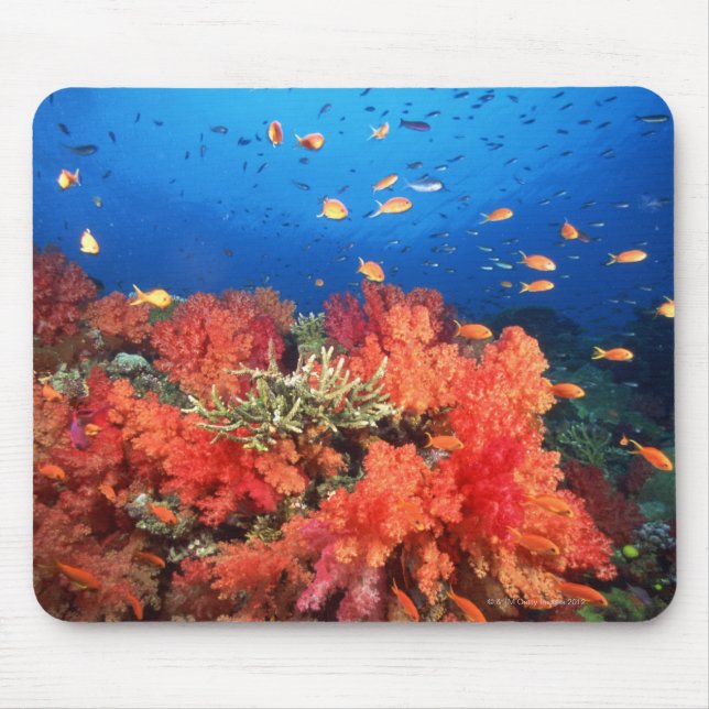 Coral and fish mouse pad (Front)