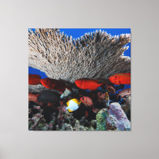 Coral and fish wall décor canvas Print
