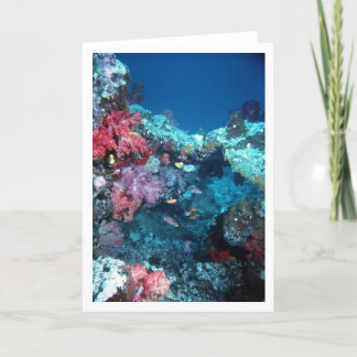 Coral Bridge, Rainbow Reef, Fiji Card