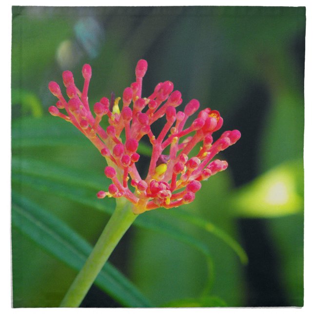 Coral Bush in bloom Napkin (Front)