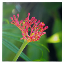 Coral Bush in bloom