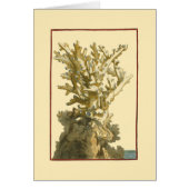 Coral by the Sea (Front)