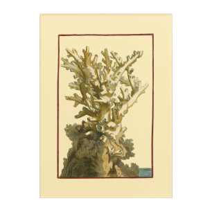 Coral by the Sea Acrylic Print