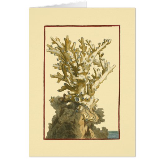 Coral by the Sea Cards (Front)