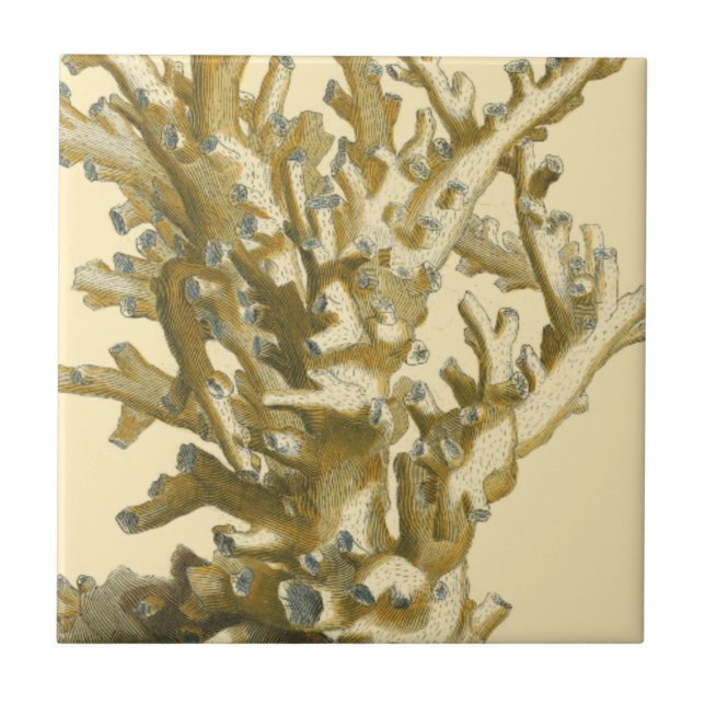 Coral by the Sea Ceramic Tile (Front)