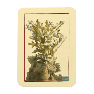 Coral by the Sea Magnet