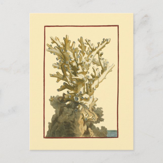 Coral by the Sea Postcard (Front)