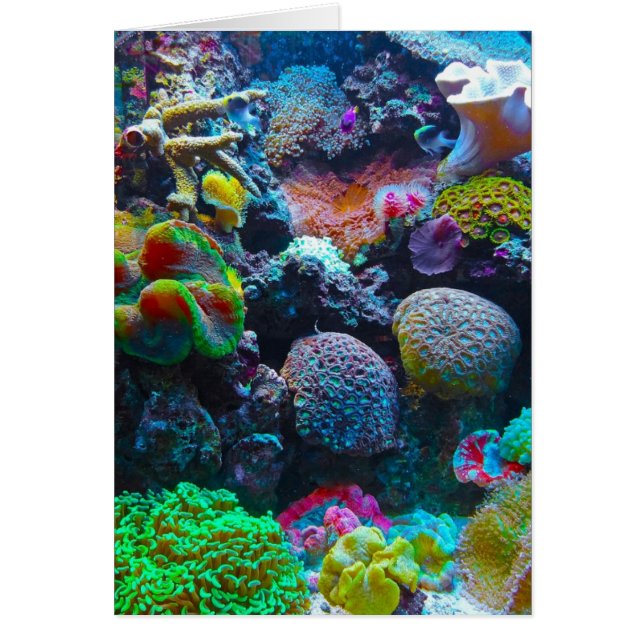 Coral Cards (Front)