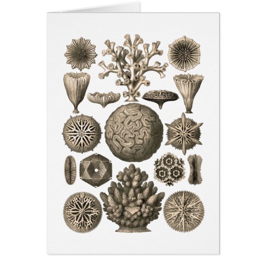 Coral Cards (Front)