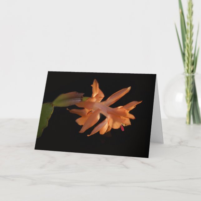 Coral Christmas Castus Bloom Holiday Card (Front)