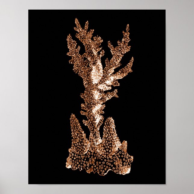 Coral coastal nautical ocean beach sea black poster (Front)