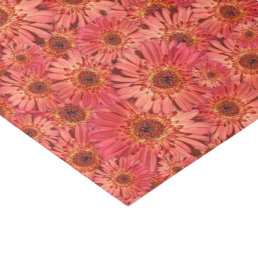 Coral Colored Gerbera Daisies Photos Patterned Tissue Paper
