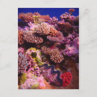 Coral Garden Postcard