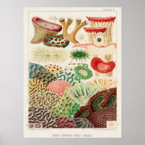 Coral Great Barrier Reef vintage art ポスター Poster