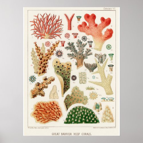 Coral Great Barrier Reef vintage art poster ãƒãããƒ