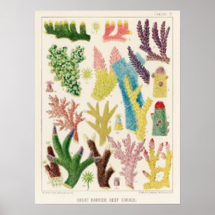 Coral, Great Barrier Reef vintage art poster ポスター