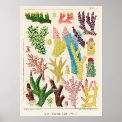 Coral Great Barrier Reef vintage art poster ポスター
