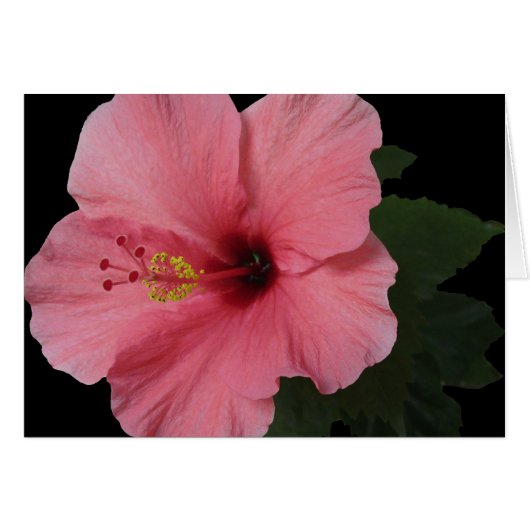 Coral Hibiscus Cards (Front Horizontal)