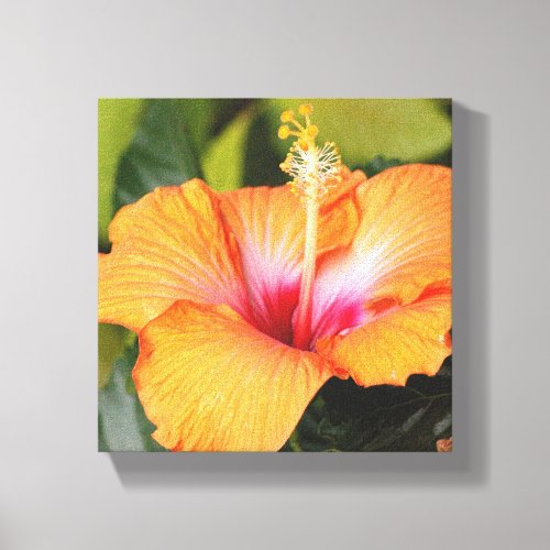 Coral Hibiscus Flower Canvas Print