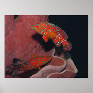 Coral Hinds Poster