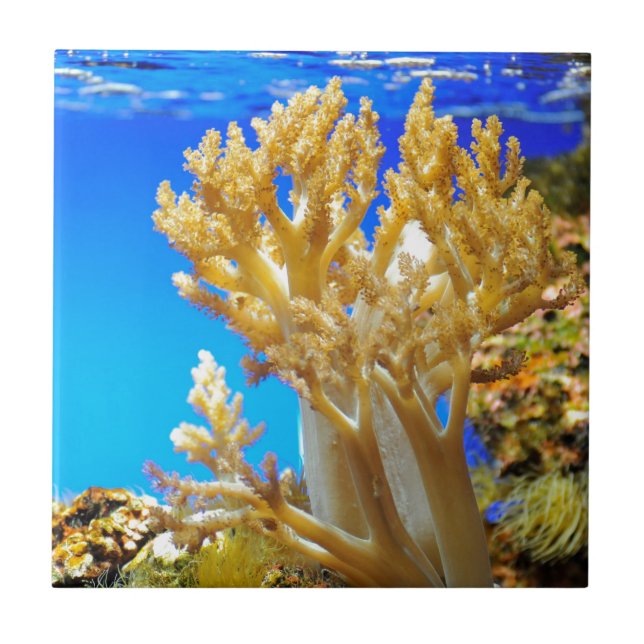 Coral in a aquarium tile (Front)
