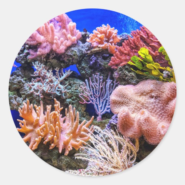 Coral in a Saltwater Aquarium Classic Round Sticker (Front)