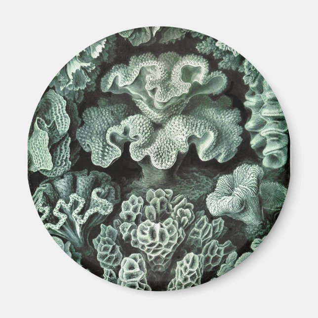 Coral Magnet (Front)