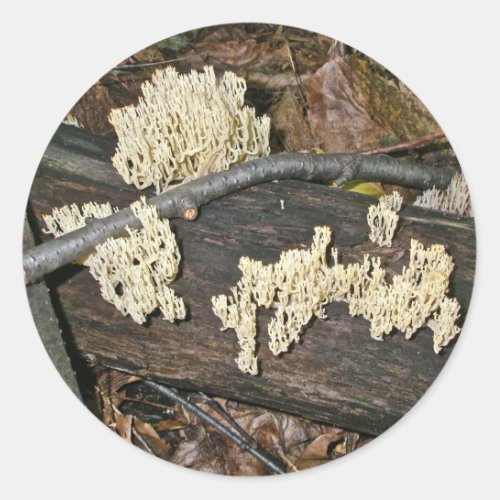 Coral Mushroom Coordinating Items Classic Round Sticker