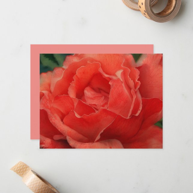 Coral Pink Rose Flower Art Note Card Set (Front/Back In Situ)