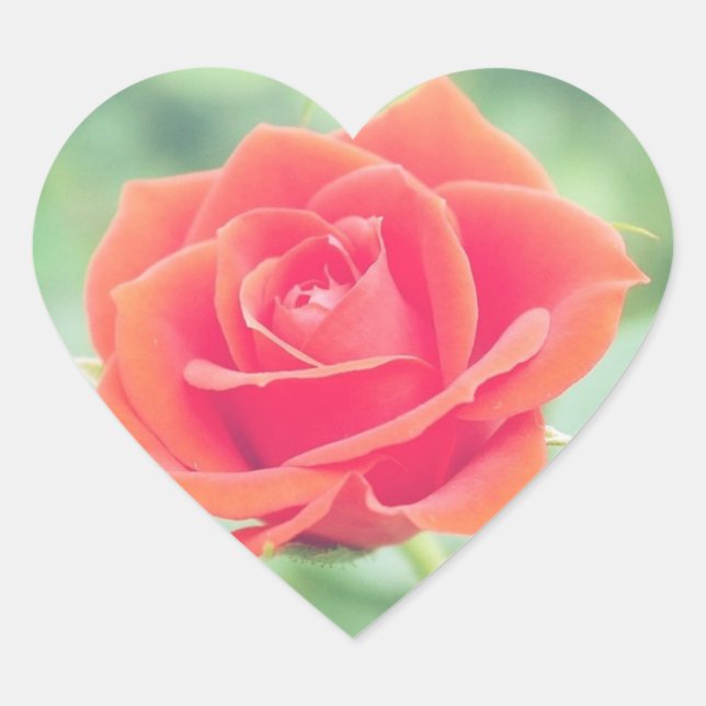 Coral Pink Rose Heart Sticker (Front)