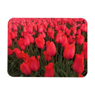 Coral Pink Tulips Magnet