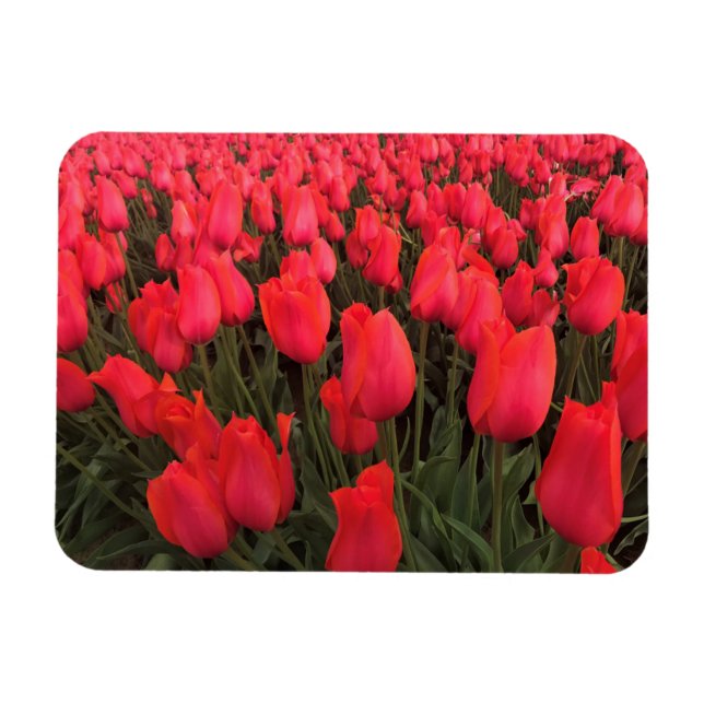 Coral Pink Tulips Magnet (Horizontal)