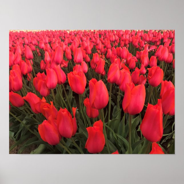 Coral Pink Tulips Poster (Front)