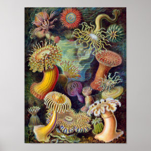 Coral Poster